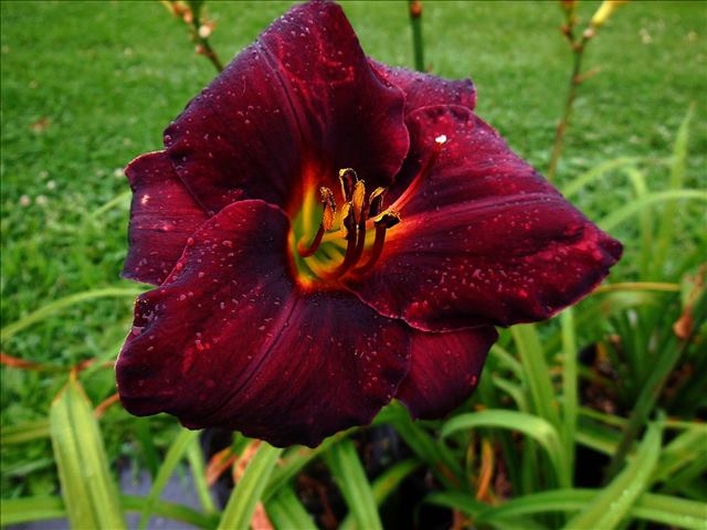 Raspberry Suede Daylily