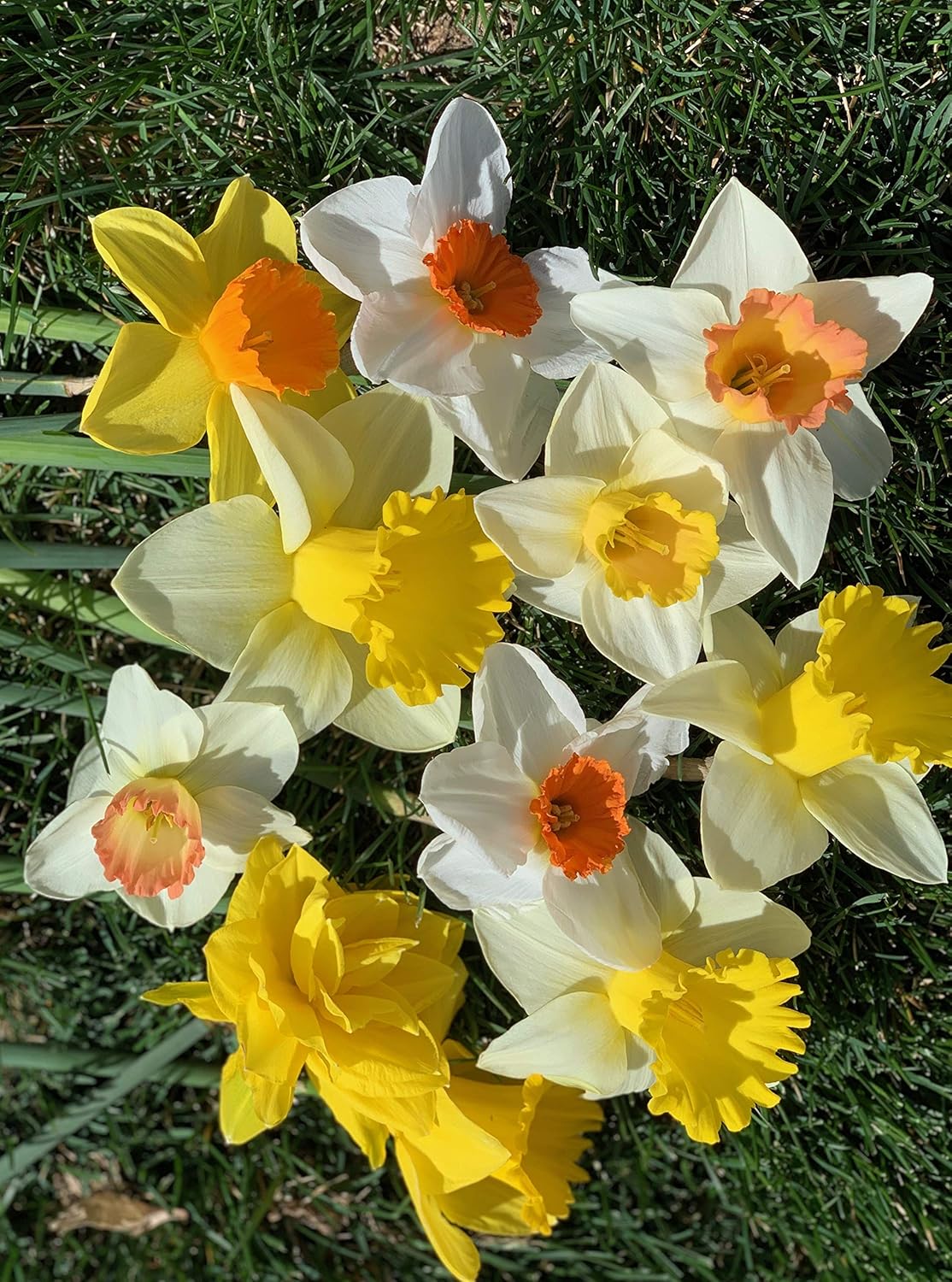 Trumpet Daffodil Collection Seeds