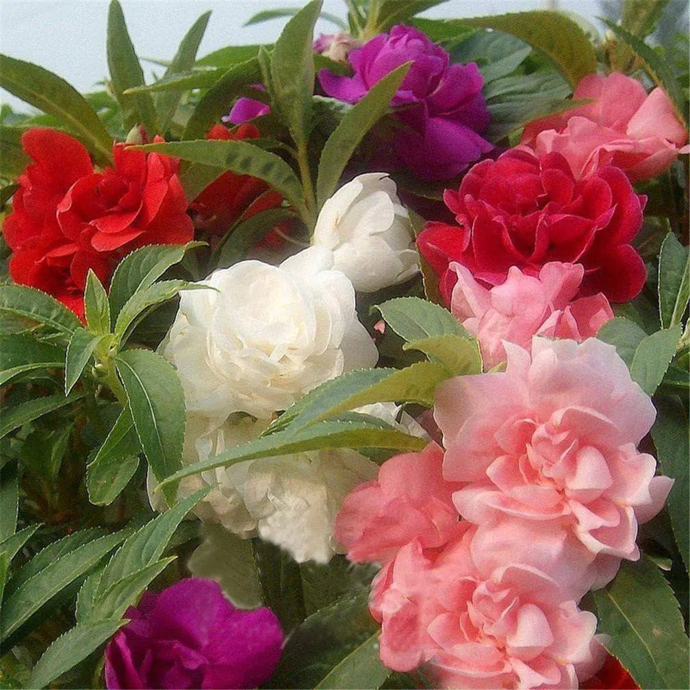 Balsam Double Mixed Color Desi Flower Seeds