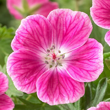 Elke Everblooming Hardy Geranium