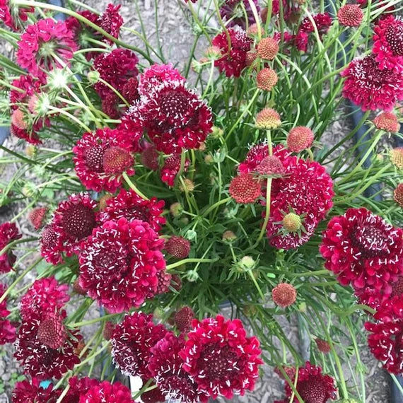 Fire King – Scabiosa Seed