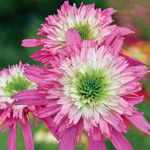 Mini Belle Coneflower