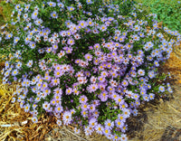 Zwergenhimmel Daisy Aster