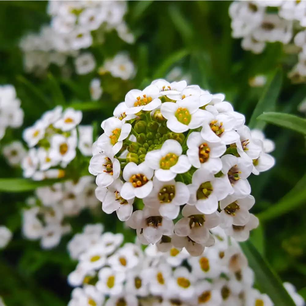 Sweet Alyssum – Flower Seed