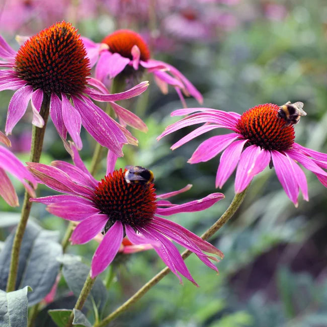 Purple Coneflower Super Sak