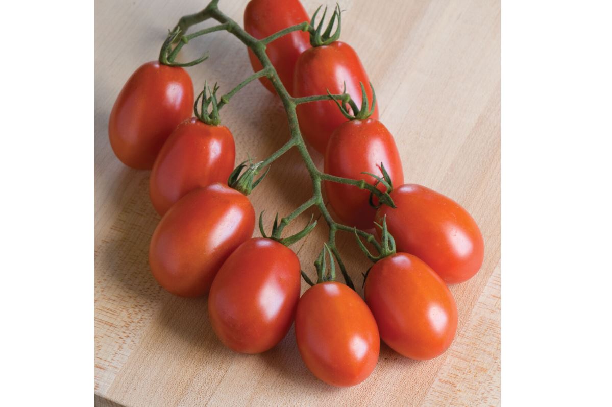 Verona – Organic Tomato Seed