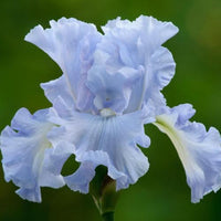 Absolute Treasure Bearded Iris