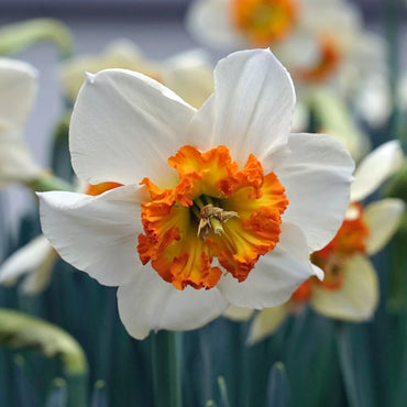 Besame Mucho Daffodil Seeds