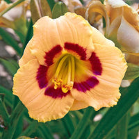 Baby Moon Cafè Reblooming Daylily