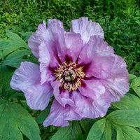 Vintage Rockii-Flare Tree Peony