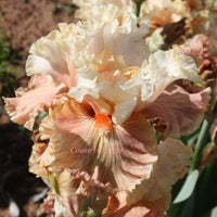 Australian Rose Bearded Iris