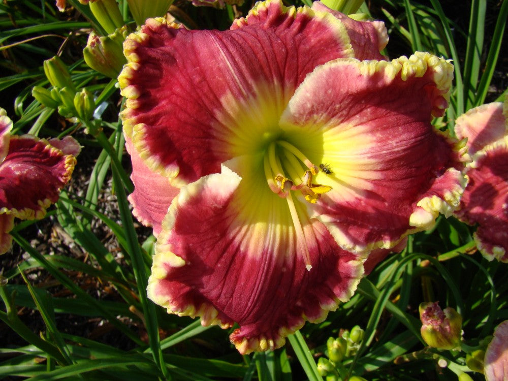 Born to Run Reblooming Daylily