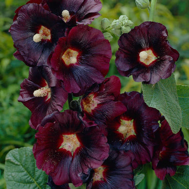 The Black Hollyhock