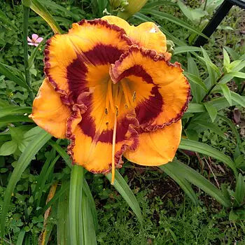 One Hit Wonder Reblooming Daylily