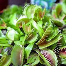 PROMOTION Plant Seeds Giant Clip Venus Flytrap Seeds