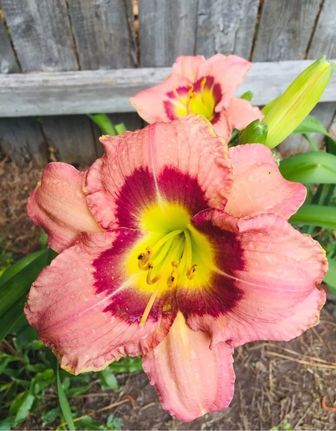 Wineberry Candy Reblooming Daylily