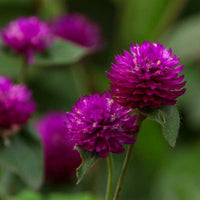 Gomphrena Purple Desi Flower Seeds