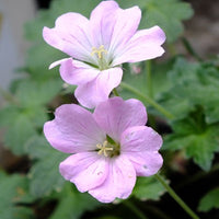 Dreamland Everblooming Hardy Geranium