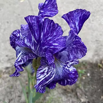 Zebra Iris Mixture