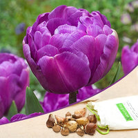 Blissful Bloom Tulip Bulbs