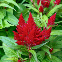 Celosia plumosa Red Seeds