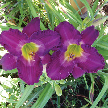 Purple de Oro Dwarf Reblooming Daylily