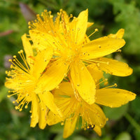 Yellow Hypericum Flower Seeds