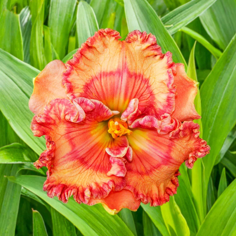 Warm Touch Reblooming Daylily