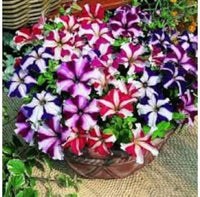 Petunia Ultra Star Flower Seeds