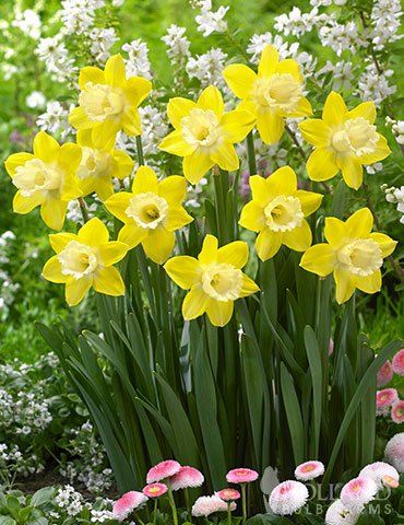 Teal Daffodil Seeds