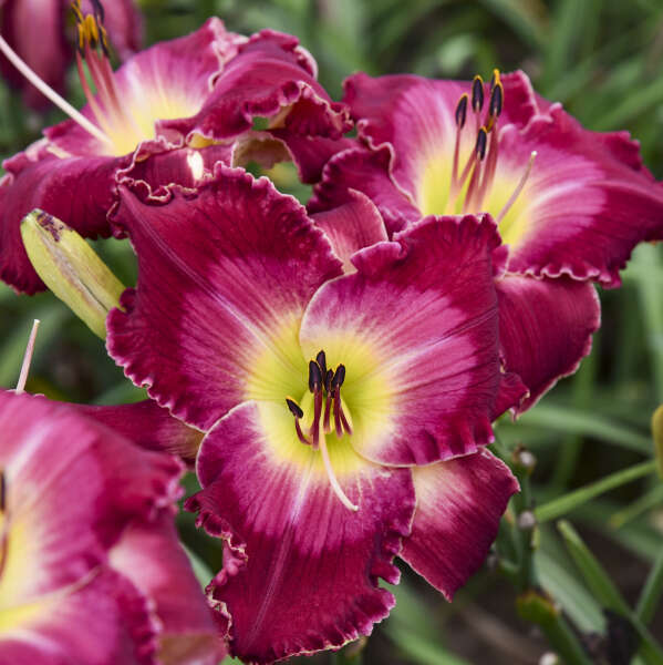 Blood Sweat and Tears Reblooming Daylily