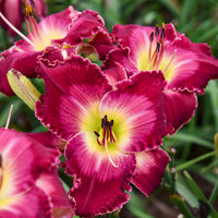 Blood Sweat and Tears Reblooming Daylily