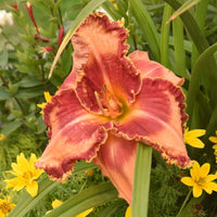 Lake of Fire Daylily