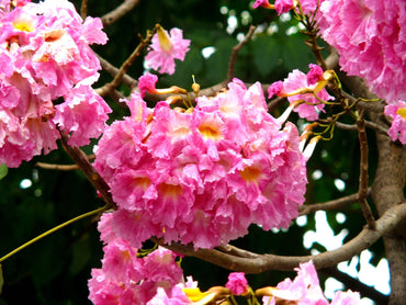 Tabebuia Rosea Seeds