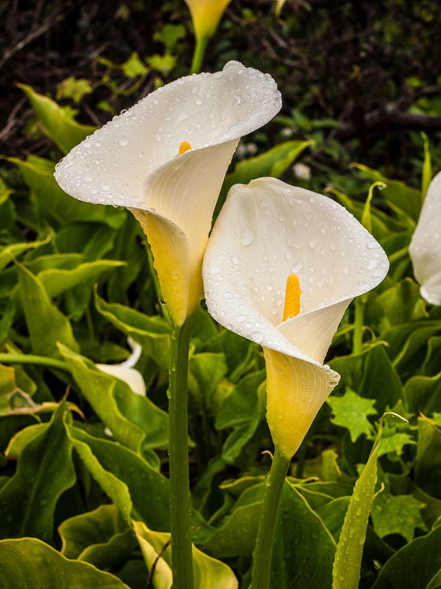 Calla Lily Seeds Room Flowers Zantedeschia Aethiopica Garden See