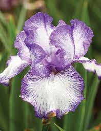 Autumn Circus Colourful Tall Bearded Reblooming Iris