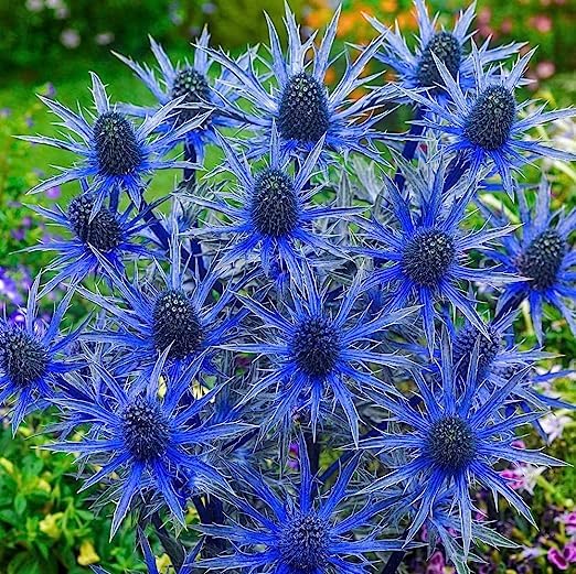 Big Blue Sea Holly