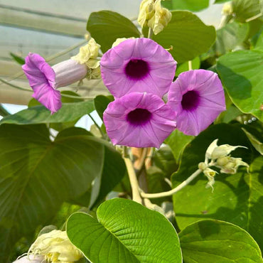 Argyreia Nervosa Elephant Creeper Seeds