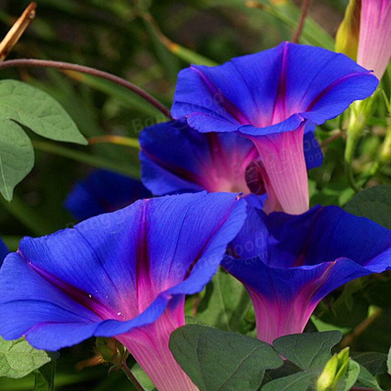 Picotee Blue Morning Glory Seeds Rare Petunia Seeds Bonsai Flower