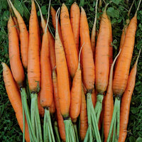 Bengala – Organic Carrot Seed