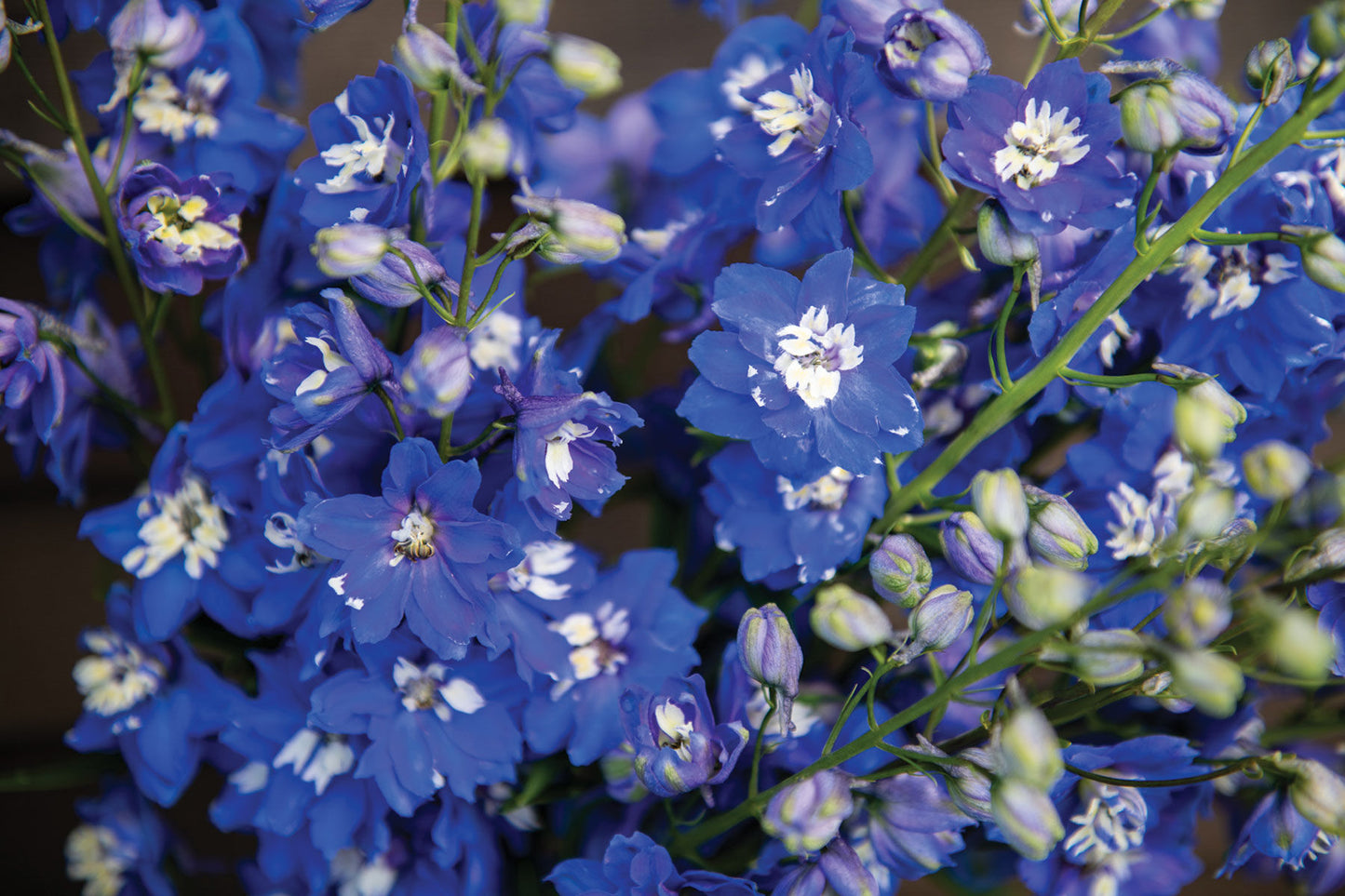 Magic Fountains Mid Blue White Bee – Delphinium Seed