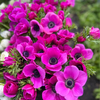 Anemone- De Caen Pink