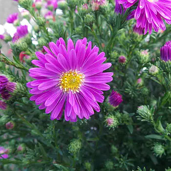 Eternal Summer Aster Duet