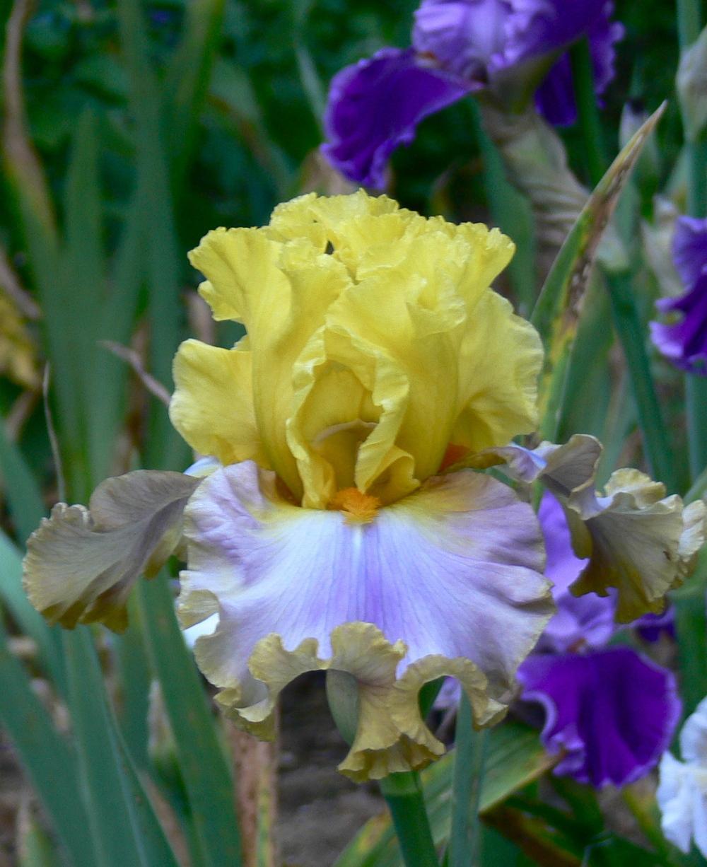 Bearded Iris- Catwalk Queen