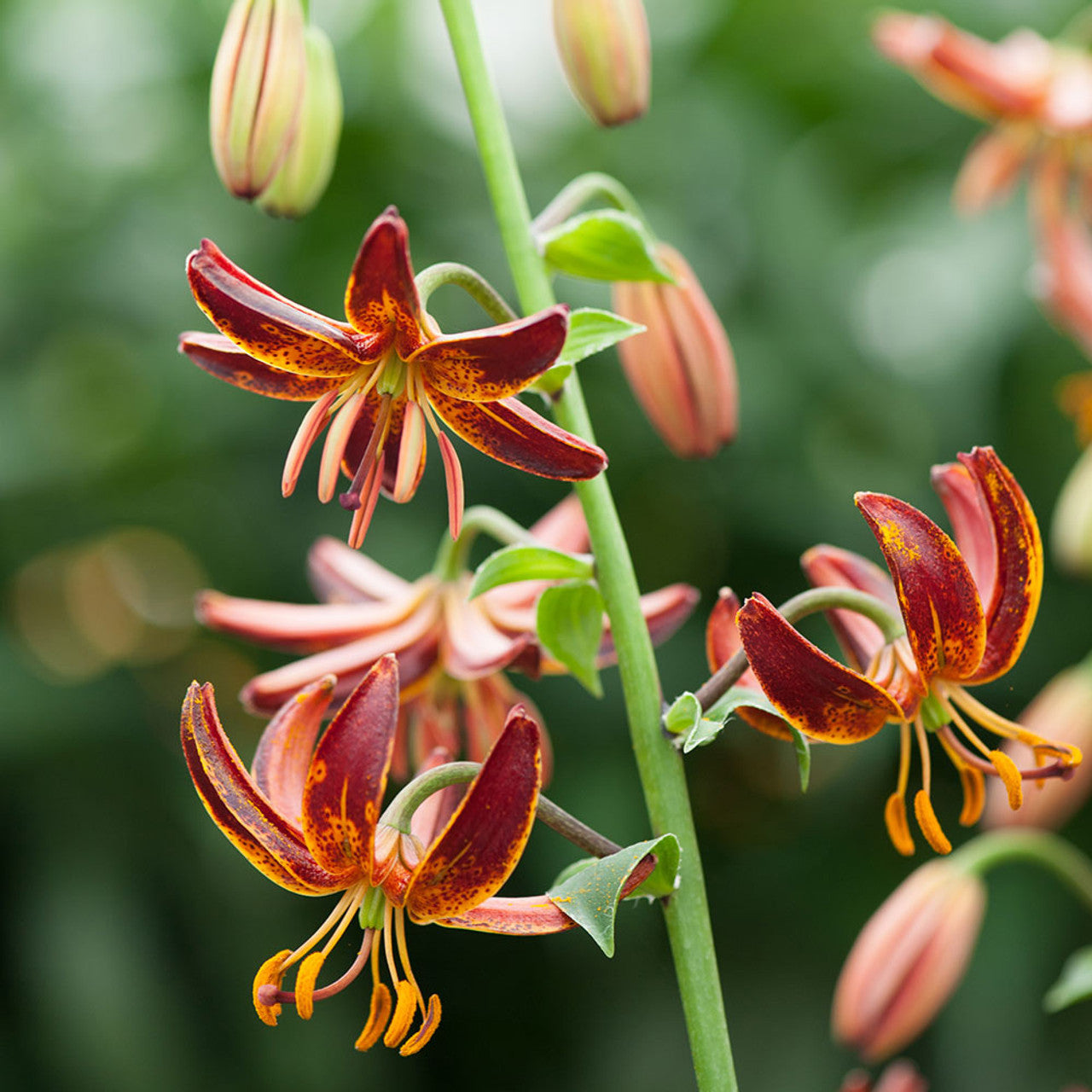 Arabian Knight Lily Seeds