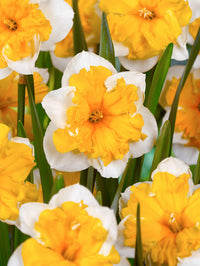 Daffodil Orangery White Yellow Bulb