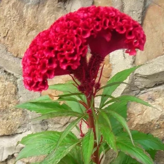 Cockscomb Red Seeds