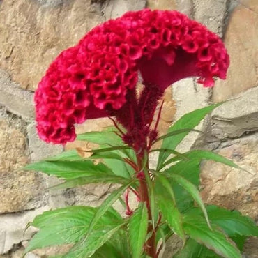 Cockscomb Red Seeds