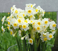 Avalanche Daffodil Seeds