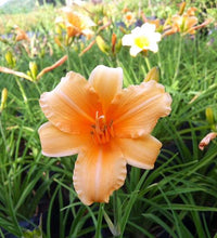 Apricot Sparkles Daylily